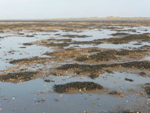 Drooggevallen mosselbanken in de Waddenzee