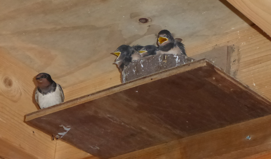 Nest boerenzwaluwen in het toiletgebouw